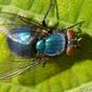 Mosca da família Calliphoridae // Blow Fly (Lucilia sp.)
