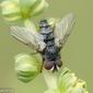 Mosca // Tachinid Fly (Thrixion aberrans)