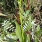 Liparis loeselii (Yellow wide-lip Orchid / Groenknolorchis of Sturmia) 0748