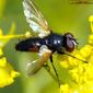 Mosca da família Tachinidae // Tachinid Fly (Clairvillia biguttata), male