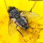 Mosca da família Tachinidae // Tachinid Fly (Zeuxia sp.)