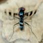 Mosca // Tachinid Fly (Plesina phalerata), female