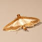 Crambidae>Diaphania indica Cucumber Moth Male? 0134