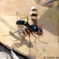 Mosca // Tachinid Fly (Plesina phalerata), female