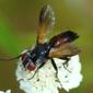Mosca da família Tachinidae // Tachinid Fly (Clairvillia biguttata), female