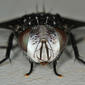 Tachinid fly - Belvosia sp.