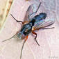Mosca da família Tachinidae // Tachinid Fly (Minthodes diversipes), female