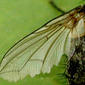 File:Phryxe.vulgaris.wing.detail.jpg