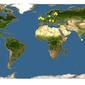 Discover Life: Point Map of Prosena siberita