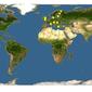 Discover Life: Point Map of Siphona geniculata