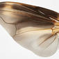 Male - wing - highly enlarged - silver background