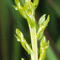 Flower spike - close-up