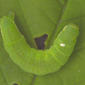 Host caterpillar with parasitoid egg