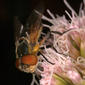 Female - on Hemp Agrimony flowers - front three-quarter view - enlarged