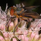 Male - on Hemp Agrimony flowers - lateral view