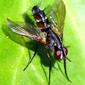 Mosca // Tachinid Fly (Mintho rufiventris)