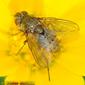 Mosca // Fly (Siphona geniculata)
