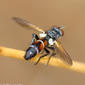 Mosca da família Tachinidae // Tachinid Fly (Cylindromyia sp.)