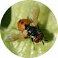 Mosca da família Tachinidae // Tachinid Fly (Gymnosoma sp.)