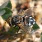 Mosca da família Tachinidae // Tachinid Fly (Gonia sp.)