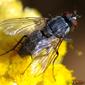 Mosca da família Tachinidae // Tachinid Fly (Bithia sp.)