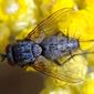 Mosca da família Tachinidae // Tachinid Fly (Bithia sp.)