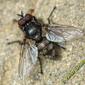 Mosca da família Tachinidae // Tachinid Fly (Macquartia tessellum), male