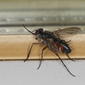 Mintho rufiventris (Tachinidae) - male or female ?