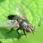 Mosca // Tachinid Fly (Aplomya confinis), male