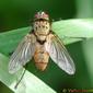 Mosca // Tachinid Fly (Dexia rustica)