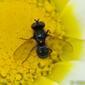 Mosca // Tachinid Fly (Phania albisquama)