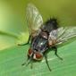 Mosca // Tachinid Fly (Aplomya confinis), male