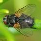 Mosca // Tachinid Fly (Phytomyptera nigrina or Phytomyptera vaccinii)