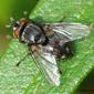 Mosca // Tachinid Fly (Eumea linearicornis)