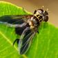 Mosca // Tachinid Fly (Trichopoda pennipes)