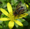 Tachinid Recording Scheme